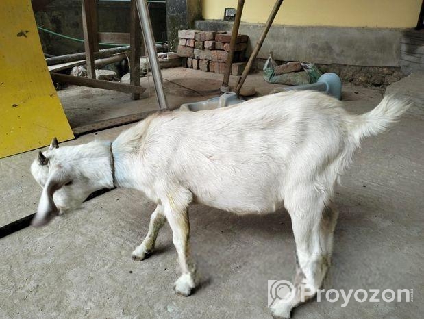 ১টি পাটা বাচ্চা