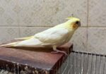 Cockatiel Pakhi