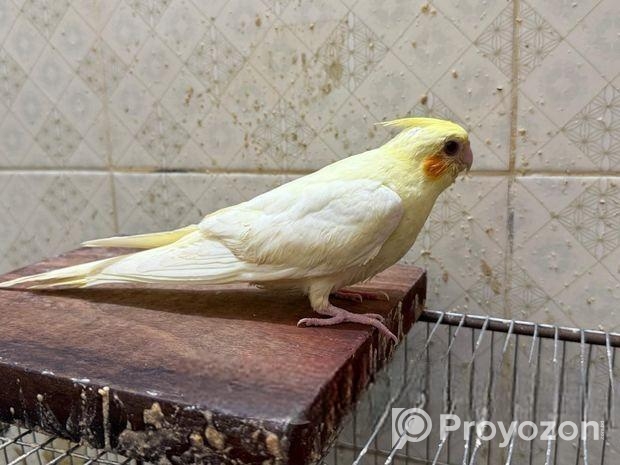 Cockatiel Pakhi