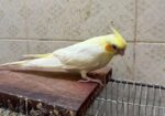 Cockatiel Pakhi