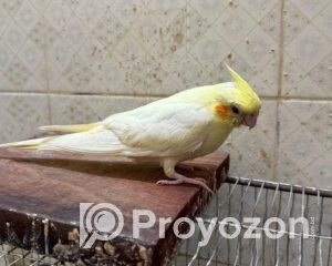 fitted-2025-11-01T223512.854_2025-11-01_22-37-15