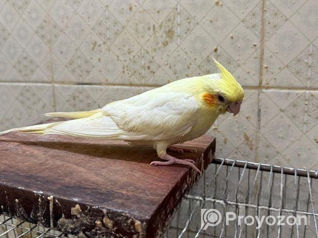 Cockatiel Pakhi