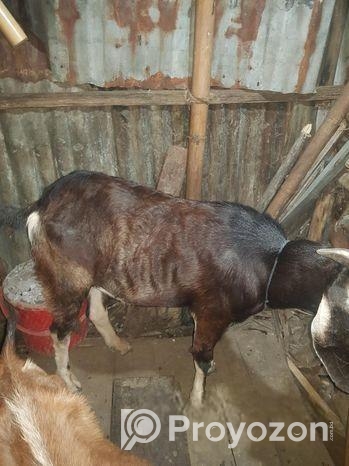 একটি রামছাগল