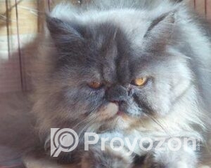 fitted-2025-11-02T113632.931_2025-11-02_11-37-00