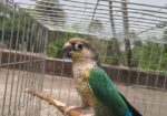 Blue sided conure (Female).
