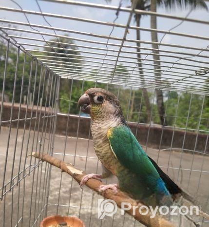 Blue sided conure (Female).