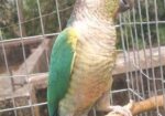 Blue sided conure (Female).