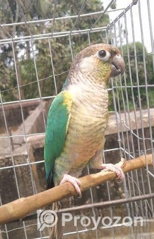 Blue sided conure (Female).