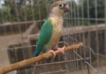 Blue sided conure (Female).