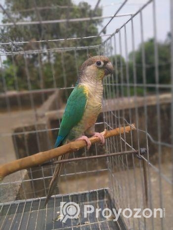 Blue sided conure (Female).