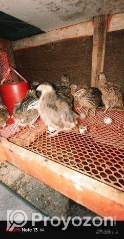 ডিম পাড়া কোয়েল পাখি