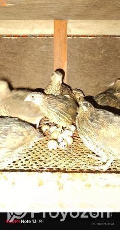 ডিম পাড়া কোয়েল পাখি