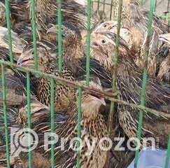 fitted-2025-11-02T114052.323_2025-11-02_11-41-30