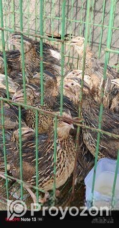 ডিম পাড়া কোয়েল পাখি