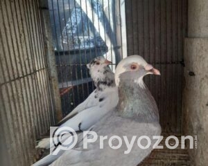 fitted-2025-11-02T114344.700_2025-11-02_11-44-19