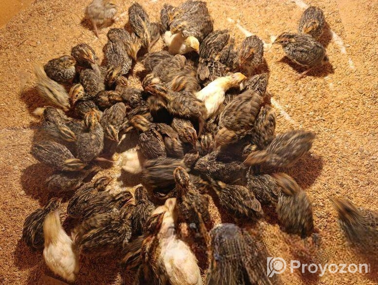 কোয়েল পাখি