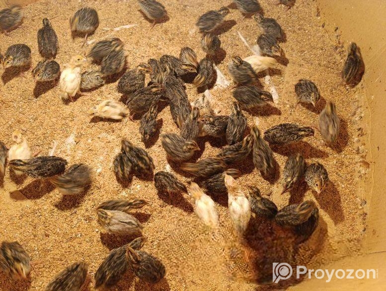 কোয়েল পাখি