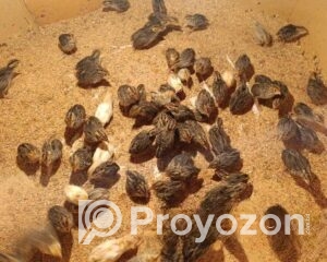 fitted-2025-11-03T103259.005_2025-11-03_10-34-45