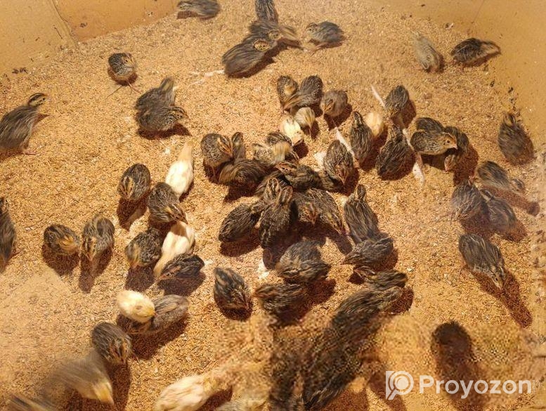 কোয়েল পাখি