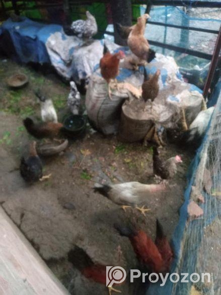 মুরগি বিক্রয় হবে