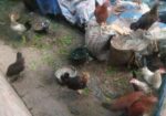 মুরগি বিক্রয় হবে
