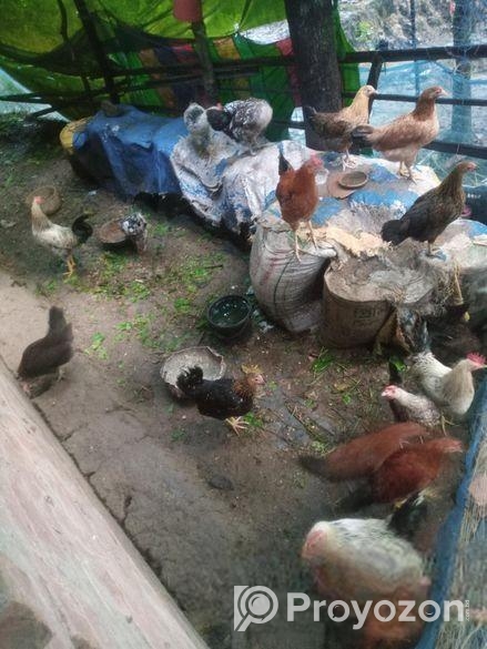 মুরগি বিক্রয় হবে