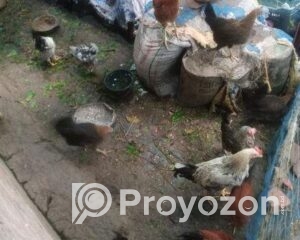 fitted-2025-11-03T110347.425_2025-11-03_11-05-16