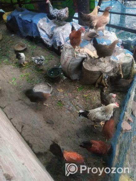 মুরগি বিক্রয় হবে