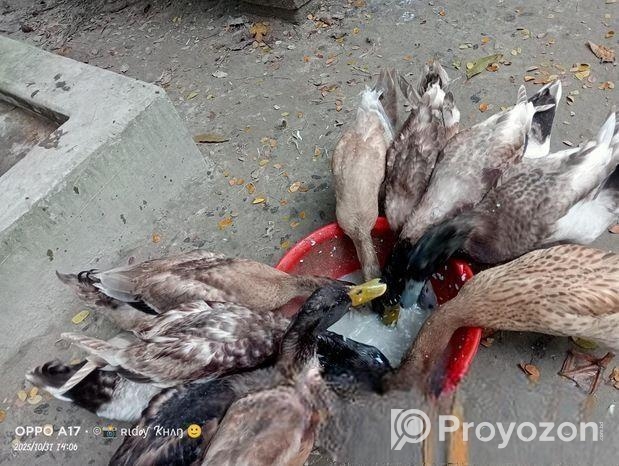 পিওর দেশি হাঁস পুরুষ