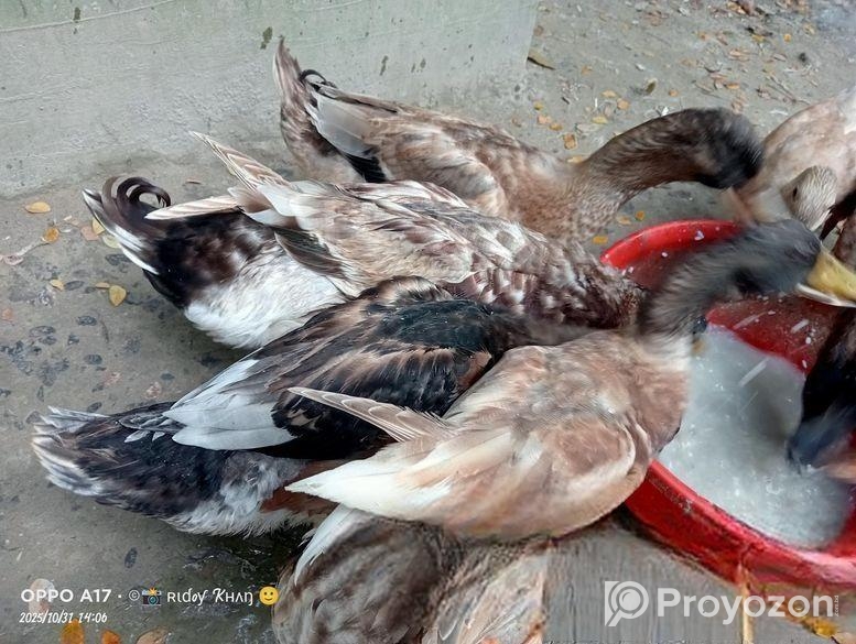 পিওর দেশি হাঁস পুরুষ