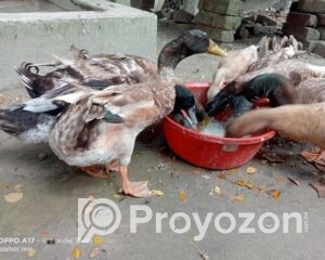 fitted-2025-11-03T112425.092_2025-11-03_11-25-58