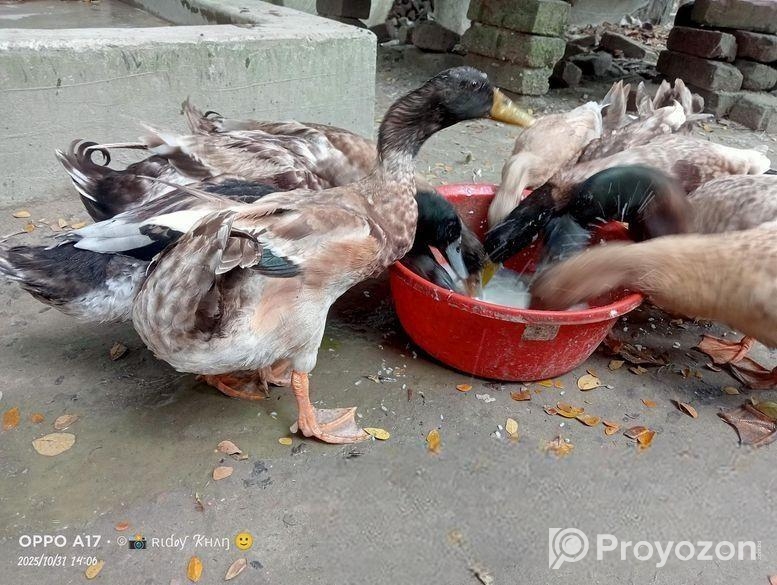 পিওর দেশি হাঁস পুরুষ