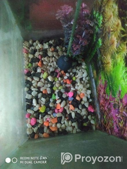 একুরিয়াম বিক্রয় হবে