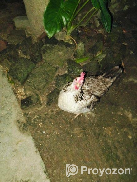 ভালো জাতের দেশি মুরগী বিক্রি হবে