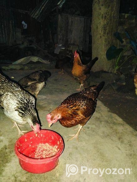 ভালো জাতের দেশি মুরগী বিক্রি হবে