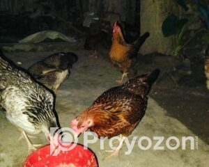 fitted-2025-11-03T115203.745_2025-11-03_11-54-13