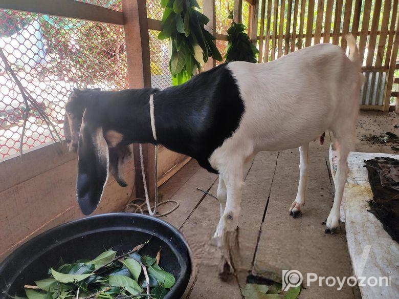 বিটল ক্রস মেয়ে ছাগল