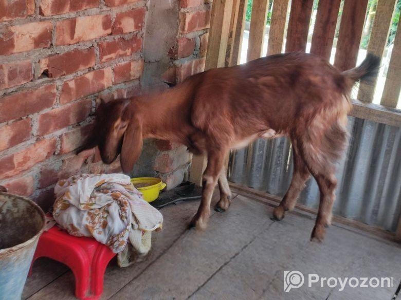 বিটল ক্রস মেয়ে ছাগল