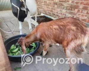 fitted-2025-11-03T123059.727_2025-11-03_12-33-15