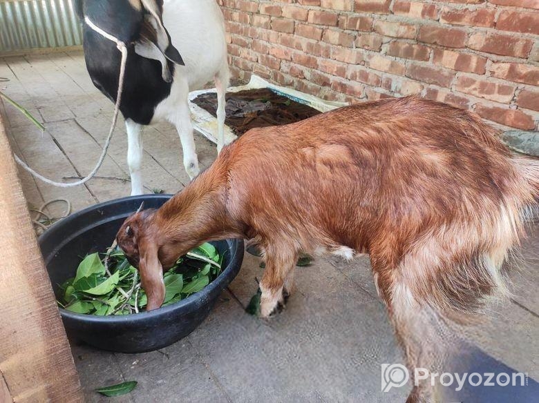 বিটল ক্রস মেয়ে ছাগল