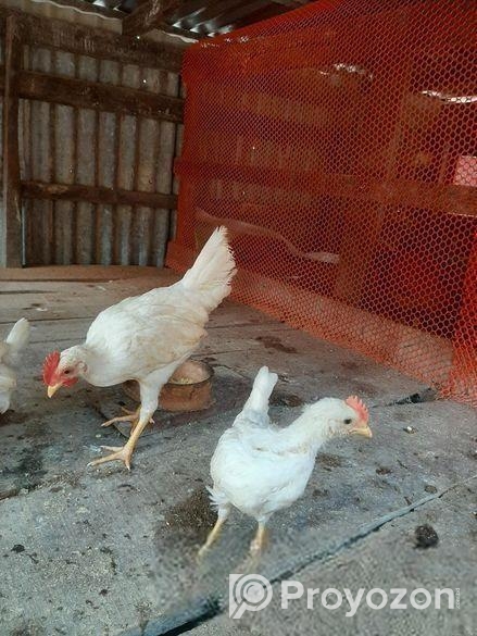 জাপানিজ ইয়োকোহামা মুরগী