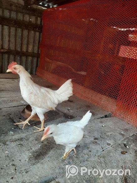 জাপানিজ ইয়োকোহামা মুরগী