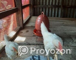 fitted-2025-11-03T124440.243_2025-11-03_12-46-13