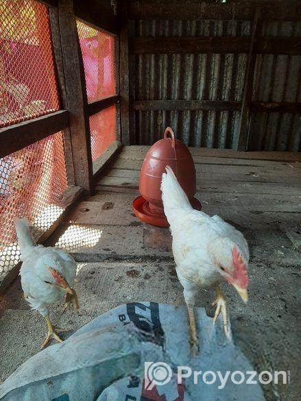 জাপানিজ ইয়োকোহামা মুরগী