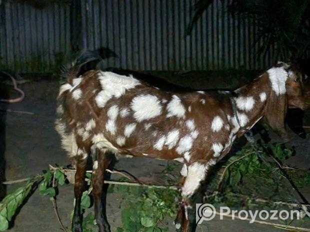 রাম ছাগল বিক্রি হবে