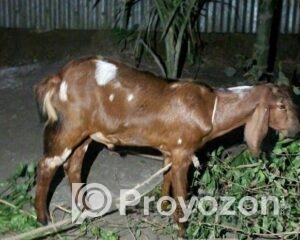 fitted-2025-11-03T224848.204_2025-11-03_22-50-42