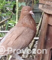 fitted-2025-11-04T114925.774_2025-11-04_11-50-22