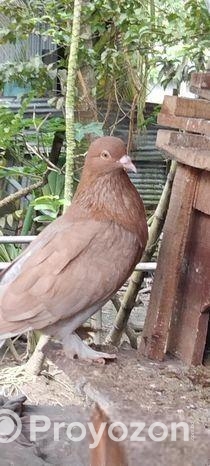 কবুতর সেল