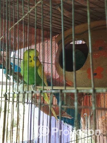 বিদেশি বাজিগর পাখি