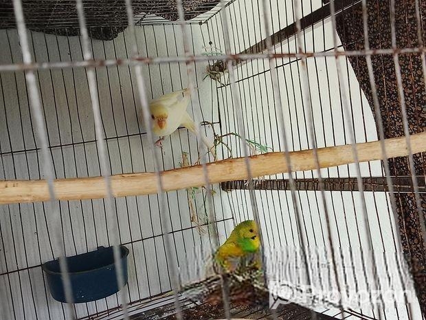 বিদেশি বাজিগর পাখি